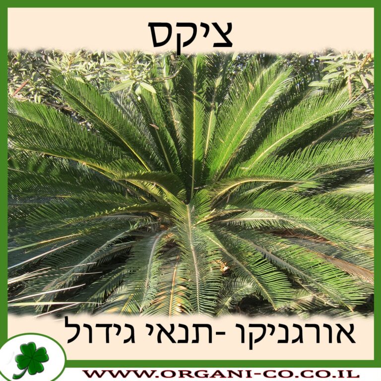 ציקס ציקס