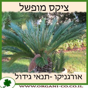 ציקס מופשל