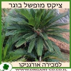 ציקס מופשל בוגר 100 ליטר