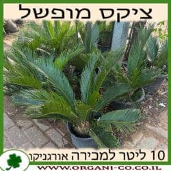 ציקס מופשל 10 ליטר