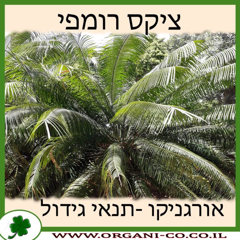ציקס רומפי ציקס רומפי