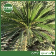 ציקס למכירה - מחיר