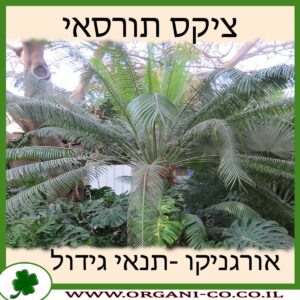 ציקס תורסאי