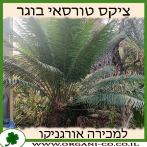 ציקס טורסאי בוגר 100 ליטר למכירה - מחיר