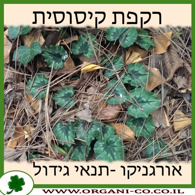 רקפת קיסוסית רקפת קיסוסית