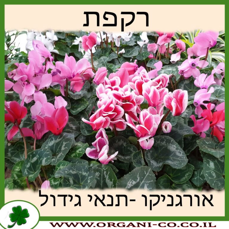 רקפת רקפת גידול צמח