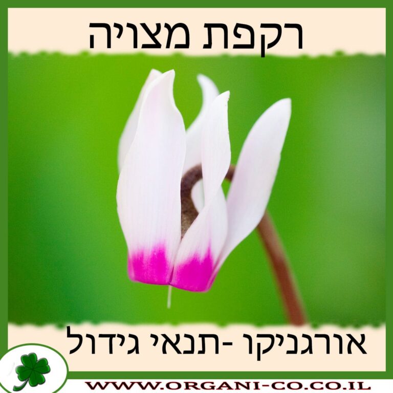רקפת מצויה רקפת מצויה