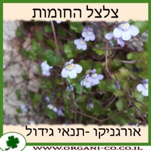 צלצל החומות