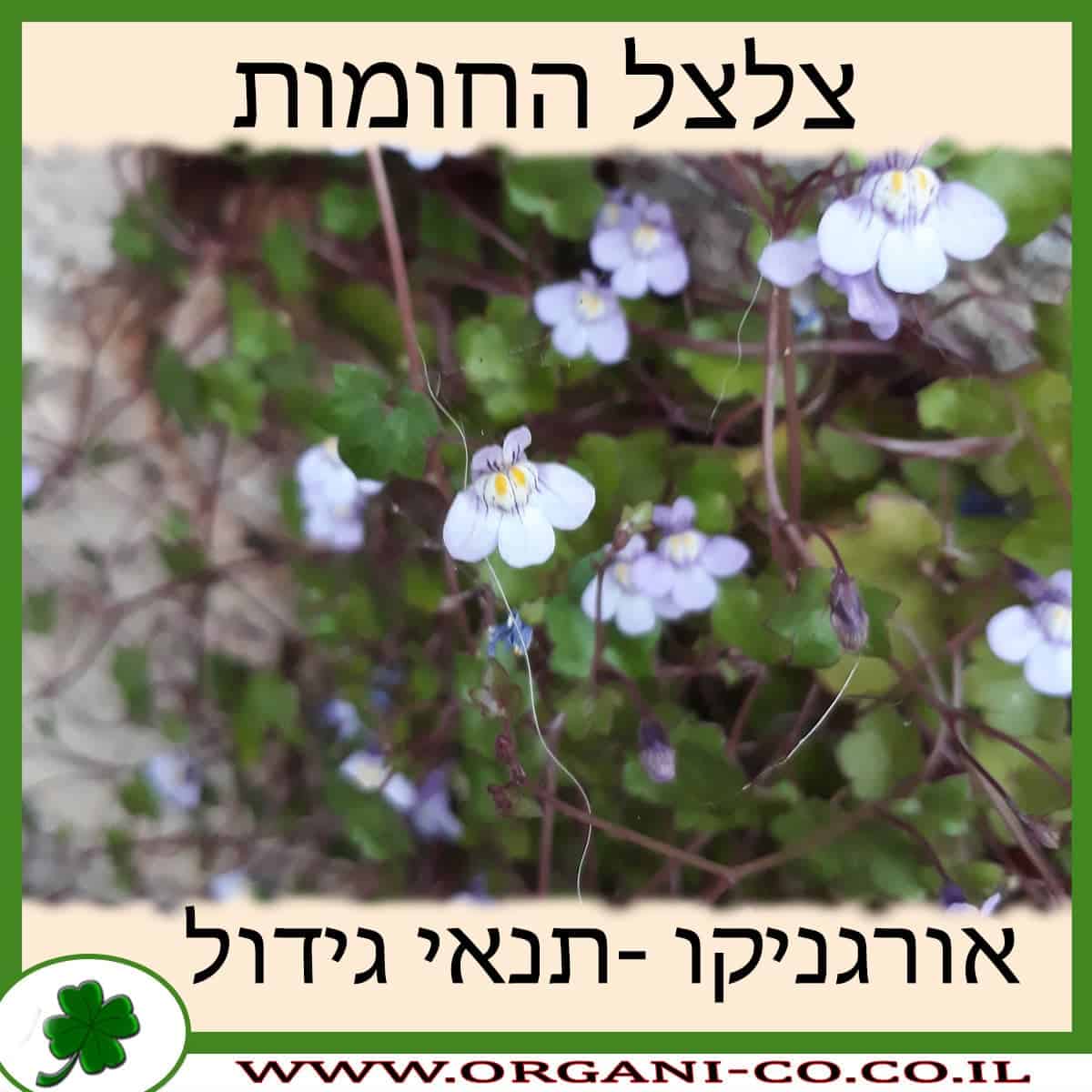 צלצל החומות