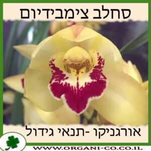 סחלב צימבידיום