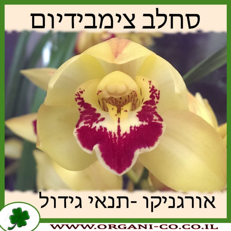 סחלב צימבידיום סחלב צימבידיום