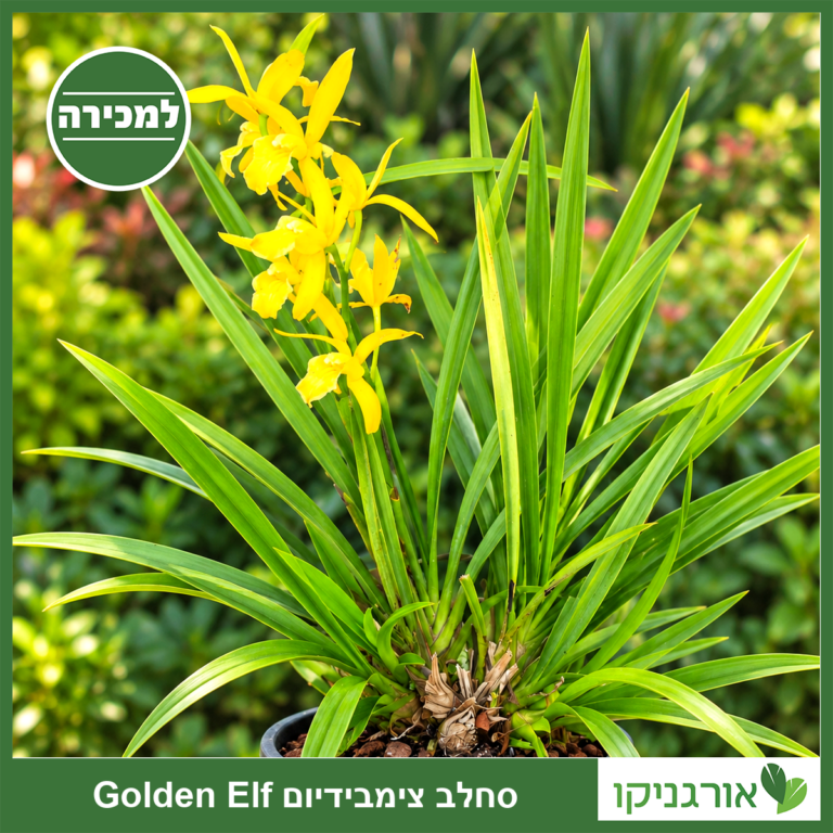 סחלב צימבידיום Golden Elf