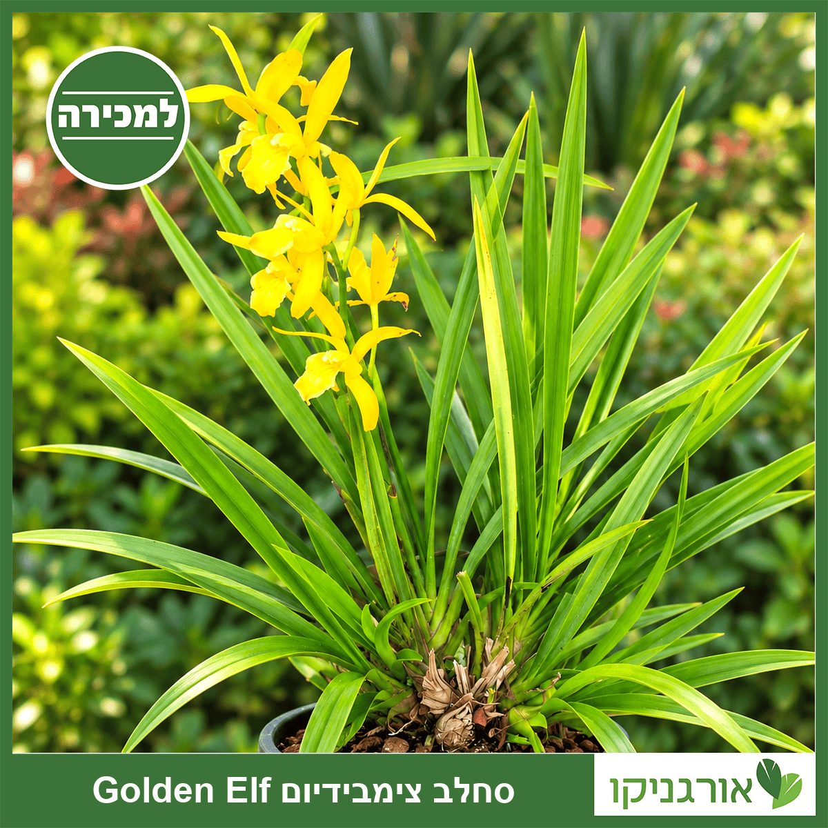 סחלב צימבידיום Golden Elf