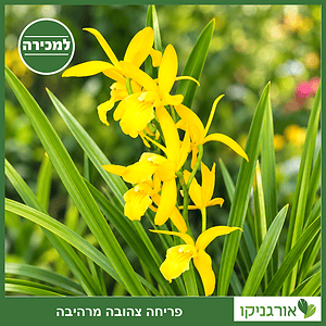 פריחה צהובה מרהיבה - צימבידיום Golden Elf
