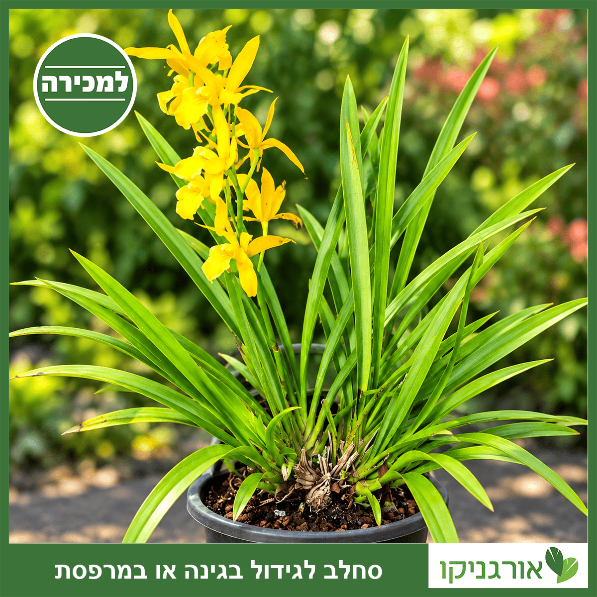 סחלב צימבידיום Golden Elf לגידול בגינה או במרפסת