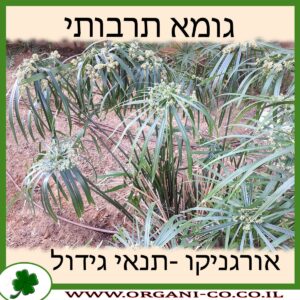 גומא תרבותי