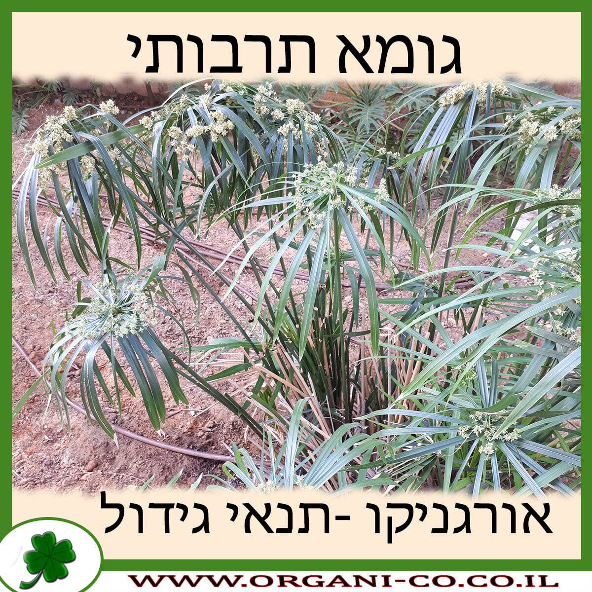 גומא תרבותי