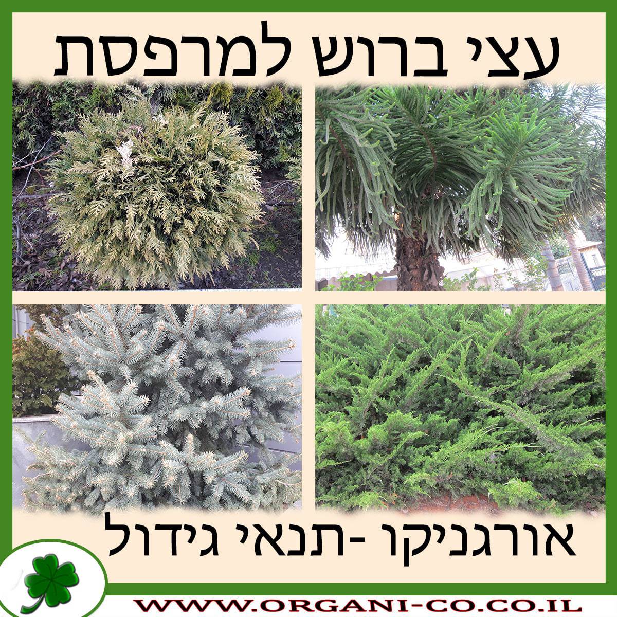 עצי ברוש למרפסת