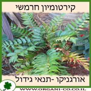 קירטומיון חרמשי