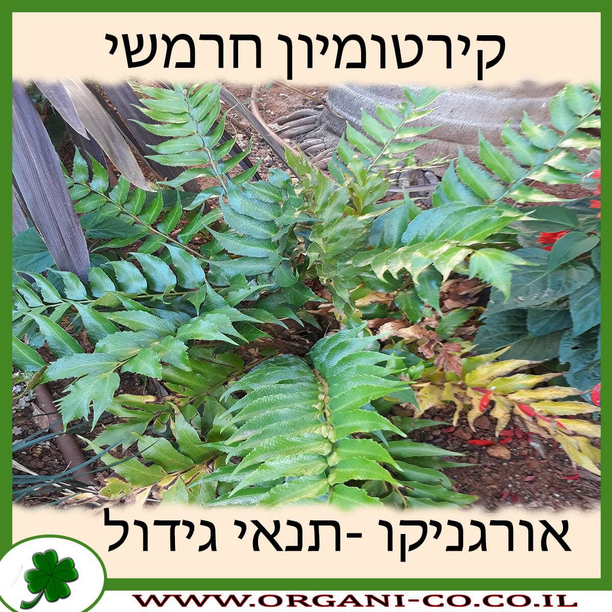 קירטומיון חרמשי