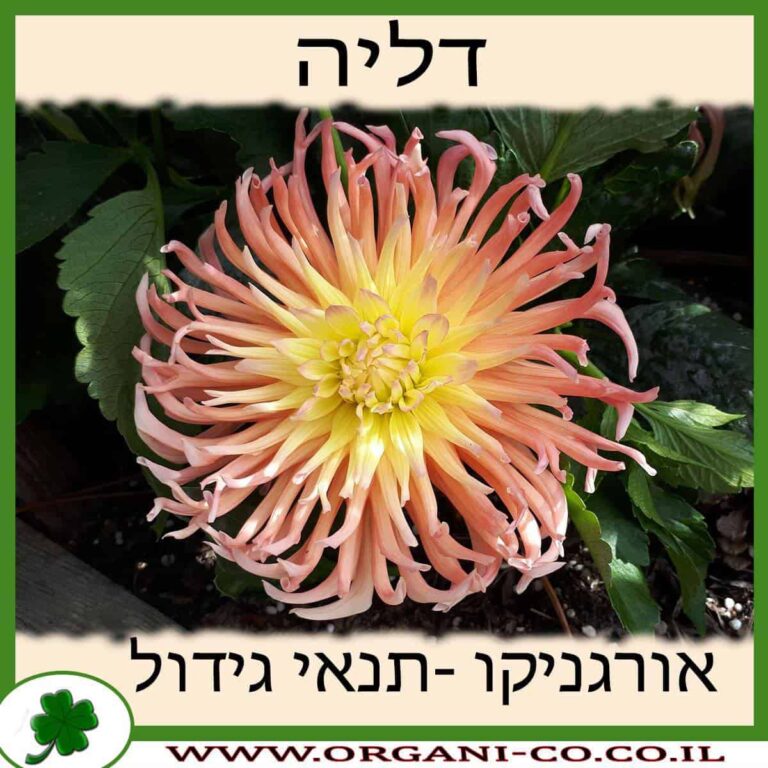 דליה דליה גידול צמח