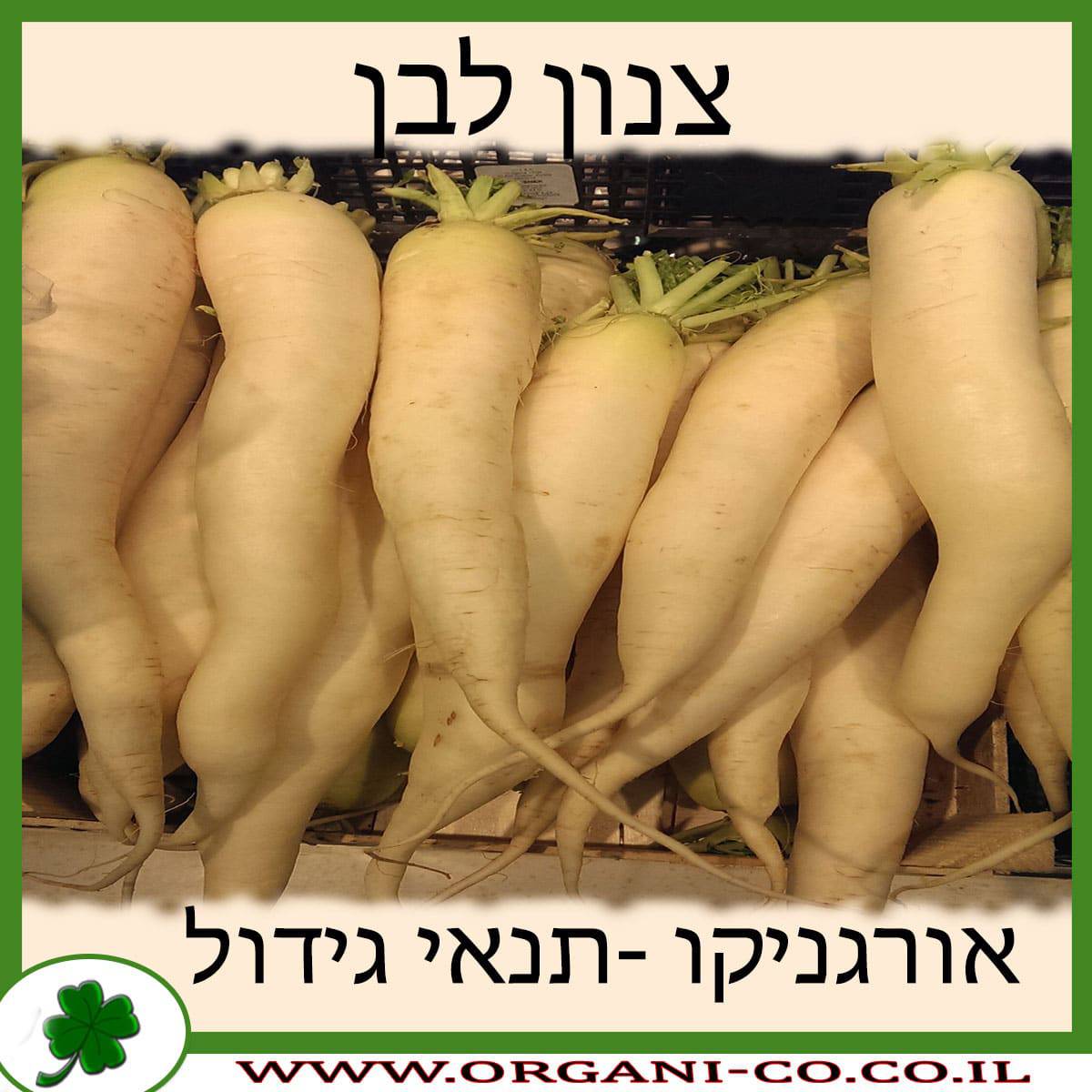 צנון לבן