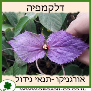 דלקמפיה