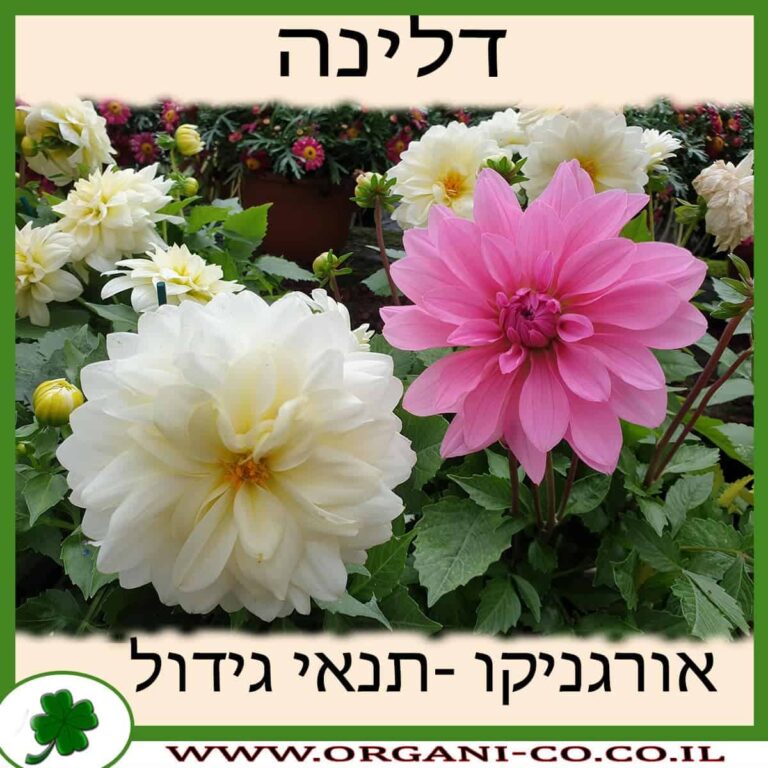 דלינה דלינה גידול צמח