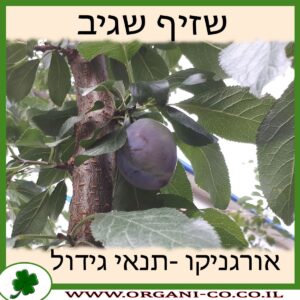 שזיף שגיב גידול צמח