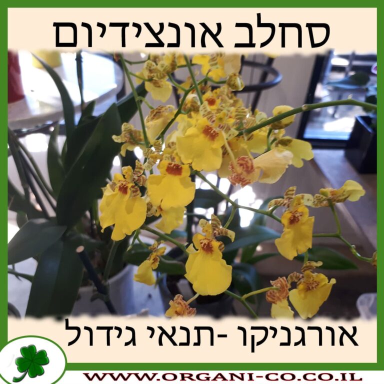 סחלב אונצידיום סחלב אונצידיום