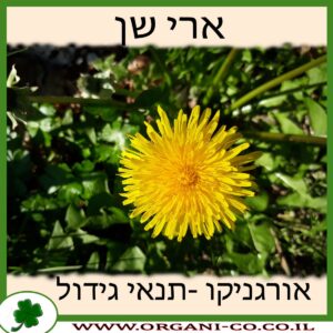 שן ארי גידול צמח