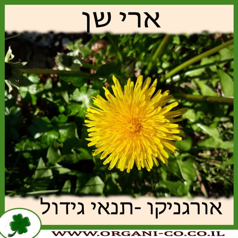 שן ארי שן ארי גידול צמח