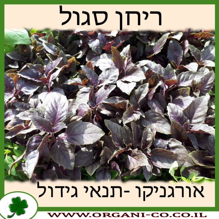 ריחן סגול ריחן סגול גידול צמח