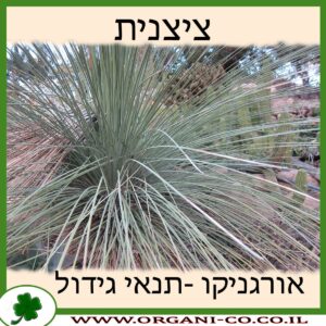 ציצנית