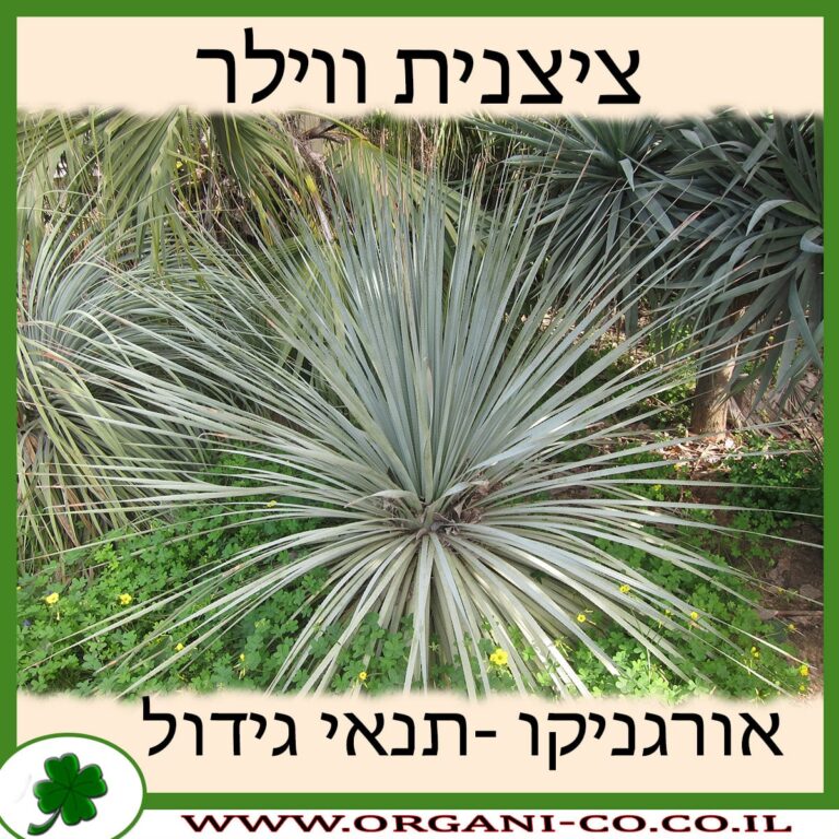 ציצנית ווילר