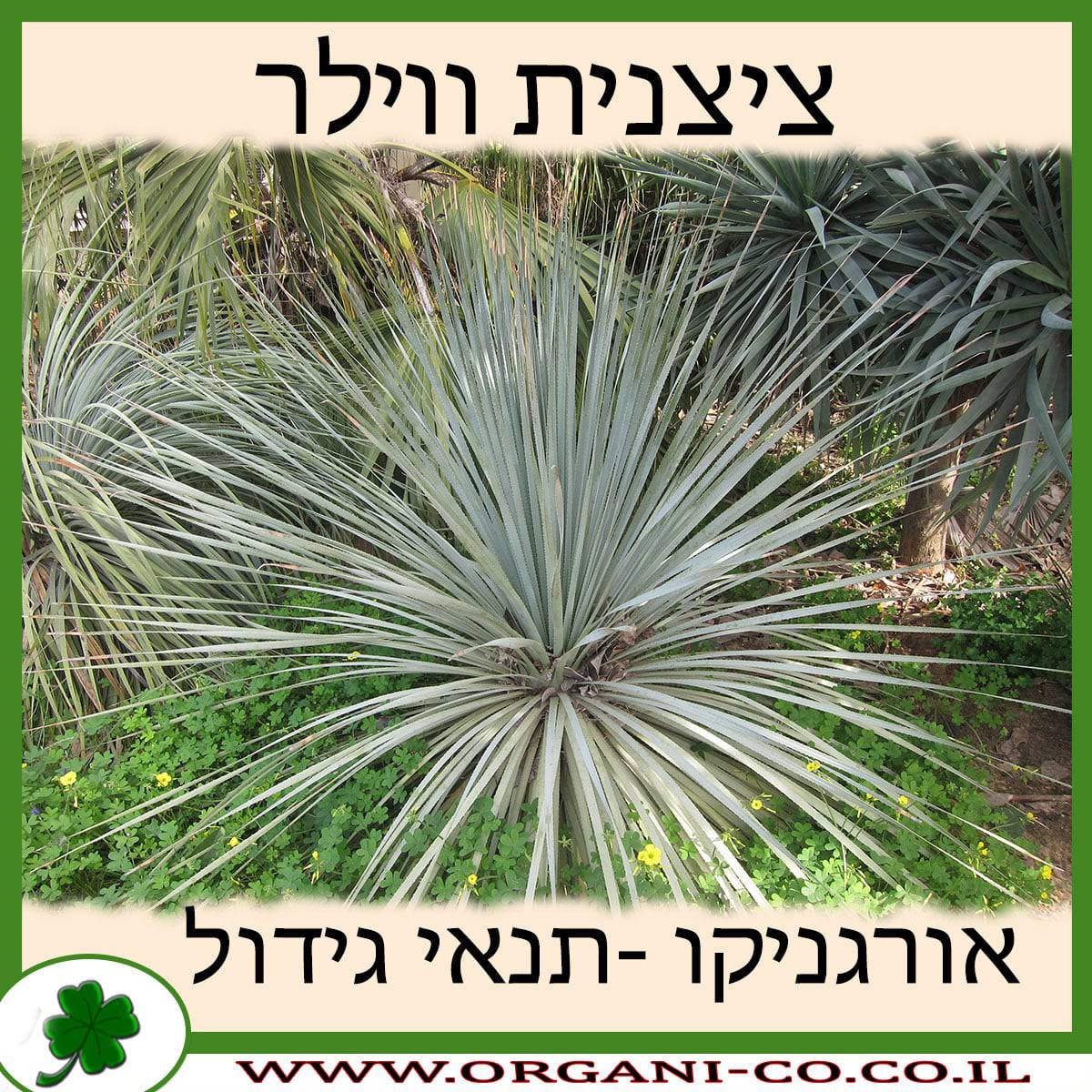 ציצנית ווילר