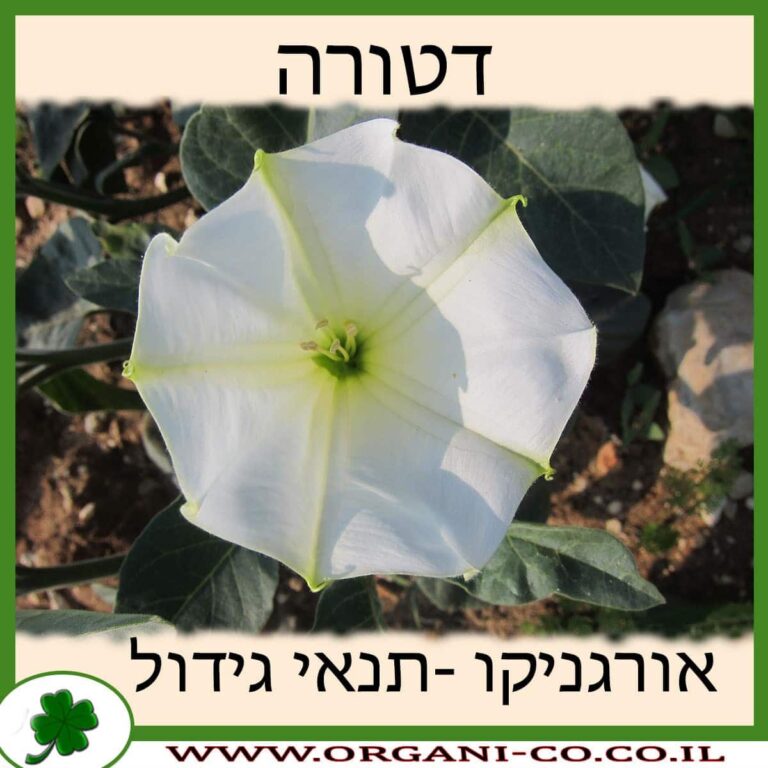 דטורה