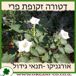 דטורה זקופת פרי