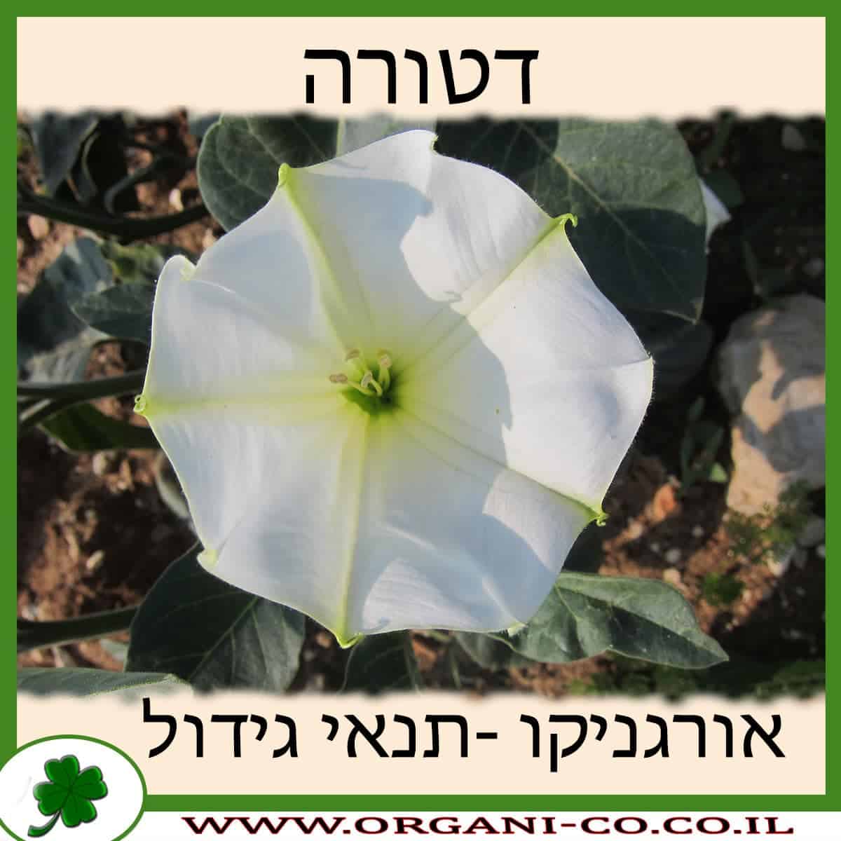 דטורה