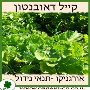 קייל דאובנטון גידול צמח