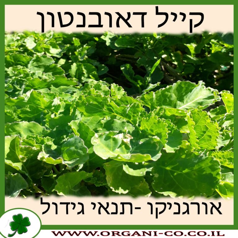קייל דאובנטון קייל דאובנטון גידול צמח