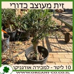 זית מעוצב כדורי 10 ליטר