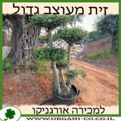 זית מעוצב גדול