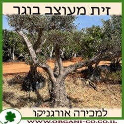 זית מעוצב בוגר