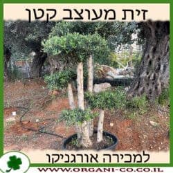 זית בונסאי קטן