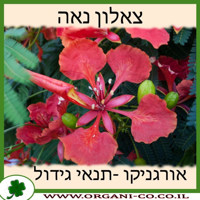 צאלון נאה צאלון נאה