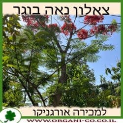 צאלון נאה בוגר 4-5 צול