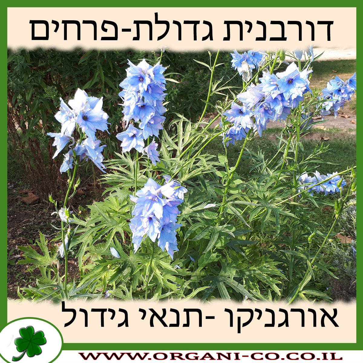 דורבנית גדולת-פרחים