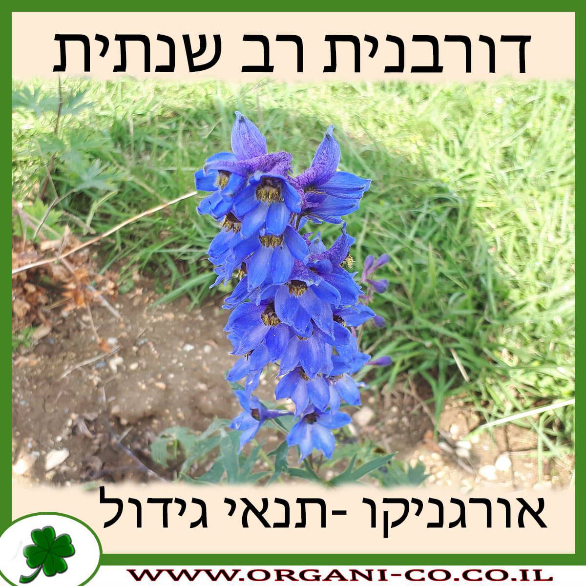 דורבנית רב שנתית