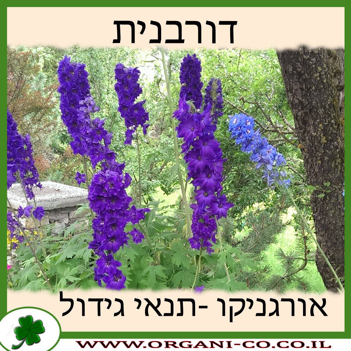 דורבנית